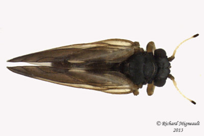 Psylloidea - Aphalaridae - Aphalara sp3 2 m13