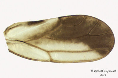 Psylloidea - Aphalaridae - Aphalara sp3 3 m13