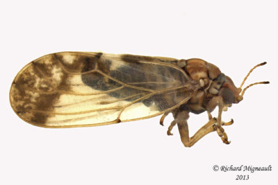 Psylloidea - Aphalaridae - Aphalara sp2 1 m13