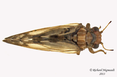 Psylloidea - Aphalaridae - Aphalara sp2 2 m13