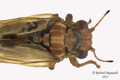 Psylloidea - Aphalaridae - Aphalara sp2 3 m13