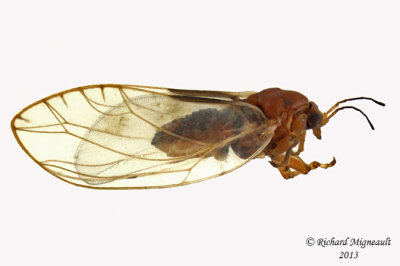 Psylloidea - Triozidae - Bactericera salicivora 1 m13 