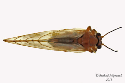 Psylloidea - Triozidae - Bactericera salicivora 2 m13