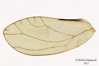 Psylloidea - Triozidae - Bactericera salicivora 3 m13