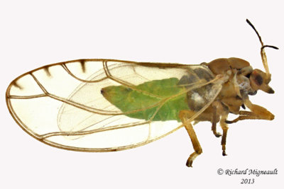 Psylloidea - Triozidae sp2 m13