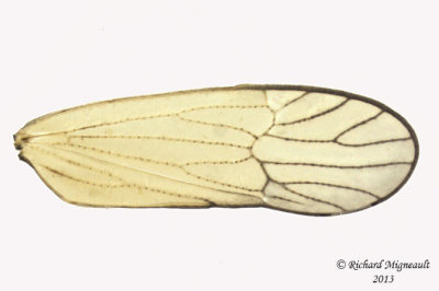 Delphacid Planthopper - Javesella pellucida 3 m13