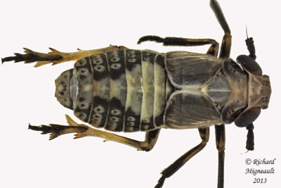 Delphacid Planthopper - Laccocera vittipennis m13