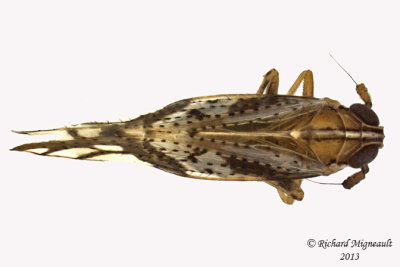 Delphacid Planthopper - Liburniella ornata 1 m13 
