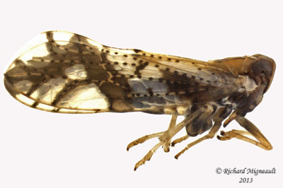 Delphacid Planthopper - Liburniella ornata 2 m13