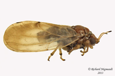 Psylloidea - Aphalaridae - Aphalara sp1 1 m13