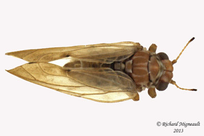Psylloidea - Aphalaridae - Aphalara sp1 2 m13