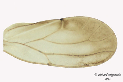 Psylloidea - Aphalaridae - Aphalara sp1 3 m13