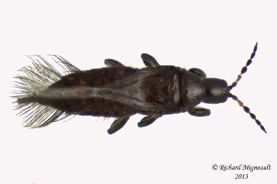Tube-tailed Thrips m13