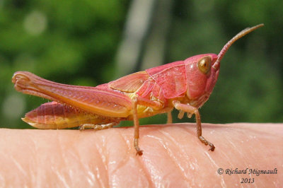 Marsh Meadow Grasshopper - Chorthippus curtipennis m13