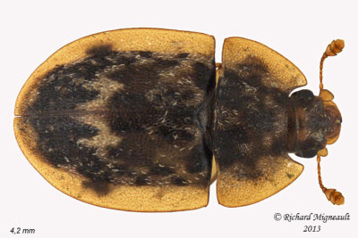 Sap-feeding beetle - Lobiopa undulata m13