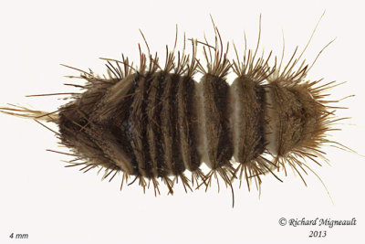 Carpet beetle - Anthrenus larva 1 m13 4mm 514f BG.jpg