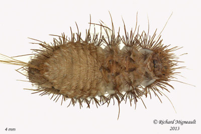 Carpet beetle - Anthrenus larva 2 m13 4mm 514f BG.jpg
