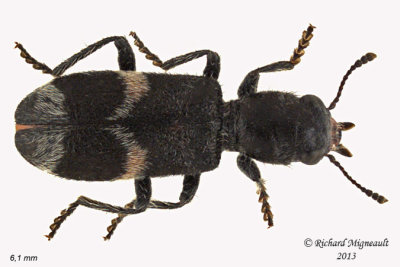 Checkered Beetle - Enoclerus nigripes 1 m13