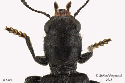 Checkered Beetle - Enoclerus nigripes 2 m13