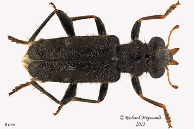 Checkered Beetle - Phyllobaenus humeralis 1 m13