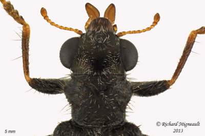 Checkered Beetle - Phyllobaenus humeralis 2 m13
