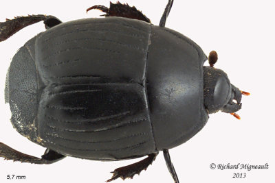 Clown beetle - Margarinotus hudsonicus 1 m13
