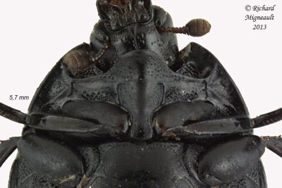 Clown beetle - Margarinotus hudsonicus 2 m13