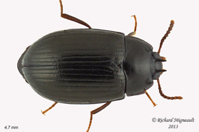 Darkling Beetle - Platydema excavatum 1 m13