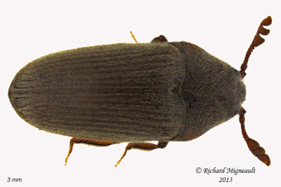 False Metallic Wood-boring Beetle - Trixagus carinicollis 1 m13