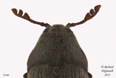 False Metallic Wood-boring Beetle - Trixagus carinicollis 2 m13