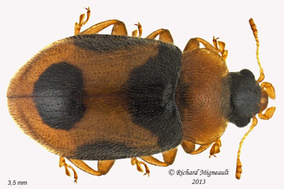 Lady beetle - Coccidula lepida 1 m13