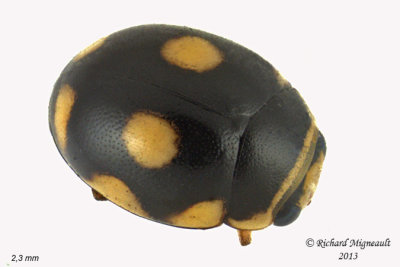 Lady beetle - Hyperaspis octavia m13