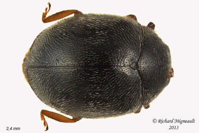 Lady Beetle - Scymnus - pronotum entirely black sp1 1 m13