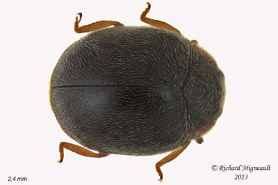 Lady Beetle - Scymnus - pronotum entirely black sp2 1 m13
