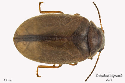 Marsh Beetle - Cyphon variabilis-complex1 1 m13