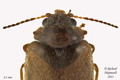 Marsh Beetle - Cyphon variabilis-complex1 2 m13