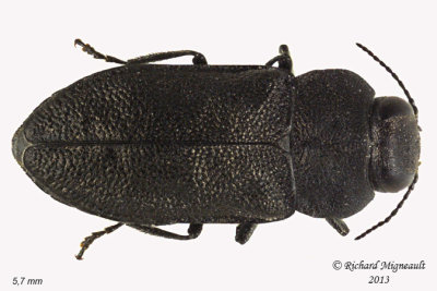 Metallic Wood-Boring beetle - Anthaxia inornata 1 m13