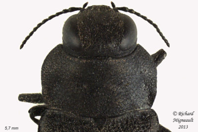 Metallic Wood-Boring beetle - Anthaxia inornata 2 m13