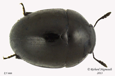 Shining flower beetle - Phalacrus politus 1 m13