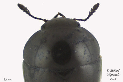 Shining flower beetle - Phalacrus politus 3 m13