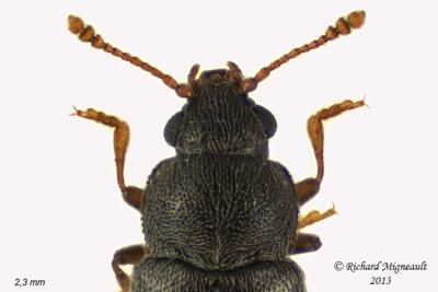 Silken Fungus Beetle - Telmatophilus typhae 2 m13