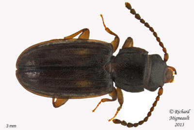 Lined Flat Bark Beetle - Laemophloeus biguttatus 1 m13