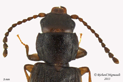 Lined Flat Bark Beetle - Laemophloeus biguttatus 2 m13