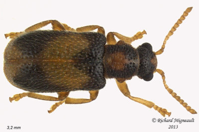 Megalopodid Leaf Beetles