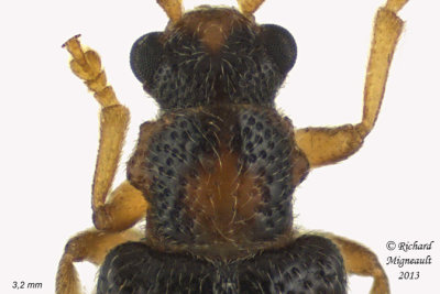 Megalopodid Leaf Beetle - Zeugophora varians 2 m13