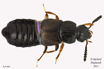 Rove beetle - Anotylus sp1 1 m13