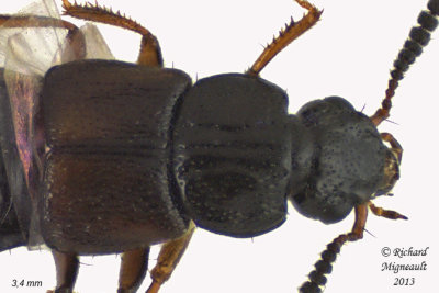 Rove beetle - Anotylus sp1 2 m13