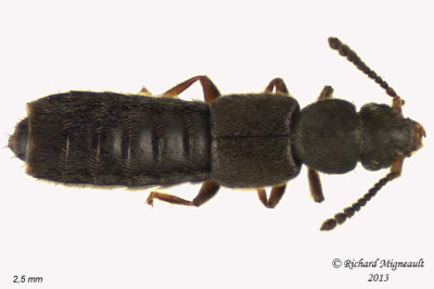 Rove beetle - Carpelimus sp 1 m13