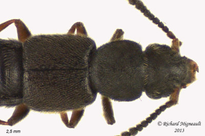 Rove beetle - Carpelimus sp 2 m13