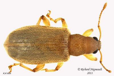 Weevil Beetle - Phyllobius oblongus 1 m13